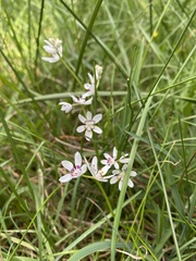 Wurmbea dioica