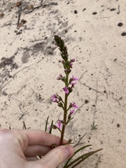 Stylidium elongatum