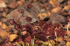 Drosera macrantha