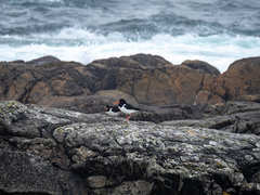 Haematopus ostralegus