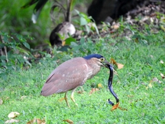 Nycticorax caledonicus