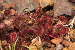 Drosera macrantha