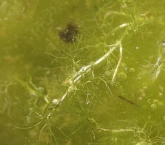 Ranunculus trichophyllus