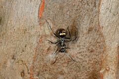 Polyrhachis ammon