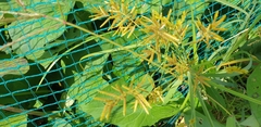 Cyperus esculentus