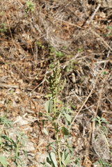 Amaranthus retroflexus