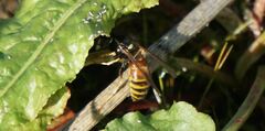 Vespula rufa