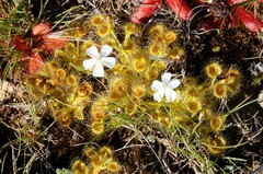 Drosera rupicola
