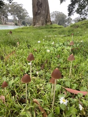 Conocybe