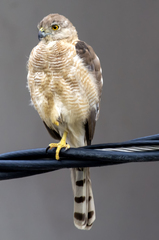 Accipiter badius