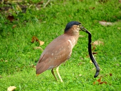 Nycticorax caledonicus