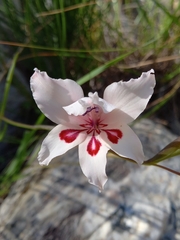 Gladiolus carneus