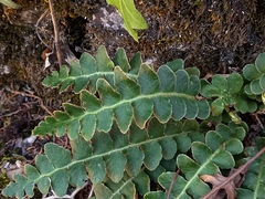 Asplenium ceterach