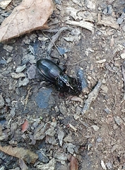 Pterostichus madidus