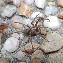 Eratigena atrica