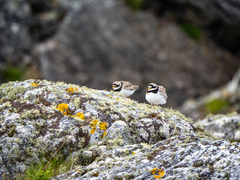 Charadrius hiaticula