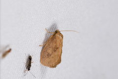 Flavinarosa obscura