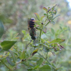 Agapostemon virescens