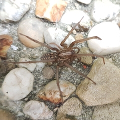 Eratigena atrica