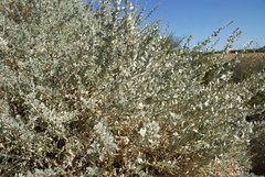 Atriplex halimus
