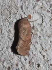 Cosmia affinis