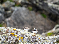 Charadrius hiaticula