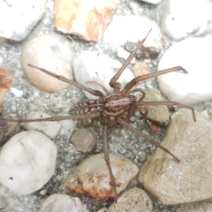 Eratigena atrica