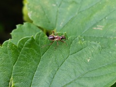 Himacerus mirmicoides