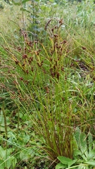 Juncus compressus