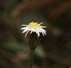 Symphyotrichum subulatum squamatum