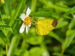 Eurema sari