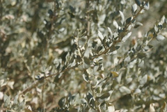 Atriplex halimus