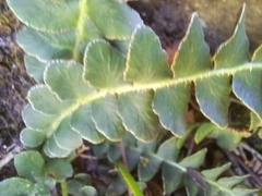 Asplenium ceterach