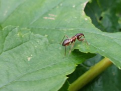 Himacerus mirmicoides