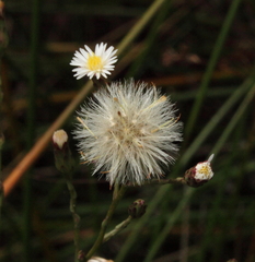Symphyotrichum subulatum squamatum