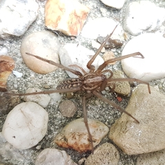 Eratigena atrica