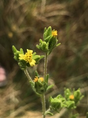 Madia glomerata