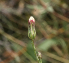 Symphyotrichum subulatum squamatum