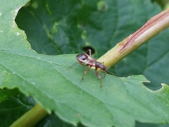 Himacerus mirmicoides