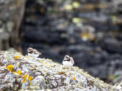 Charadrius hiaticula