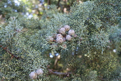 Cupressus arizonica
