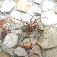 Eratigena atrica