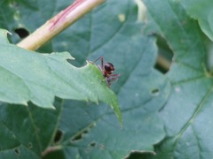 Himacerus mirmicoides