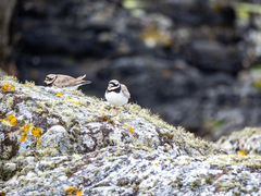 Charadrius hiaticula