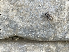 Habronattus