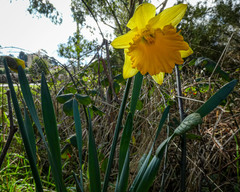 Narcissus