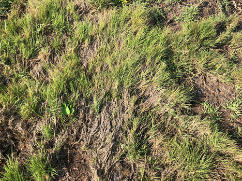 Zoysia sinica iNat (1)
