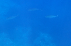 Seriola dumerili
