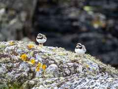Charadrius hiaticula