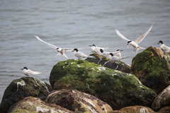 Sterna striata striata